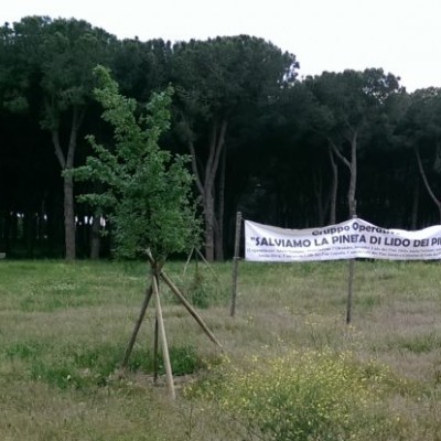 Anzio, aggressione al comitato “Salviamo la pineta”: presentata interrogazione parlamentare