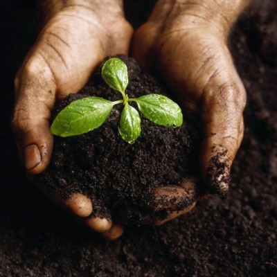 Approvata in via definitiva la legge sull'agricoltura sociale.